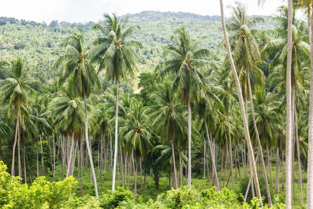 Photo coconut palm trees