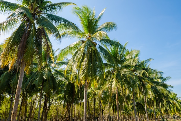 Coconut palm trees