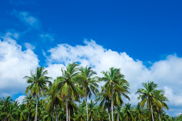 Coconut palm trees