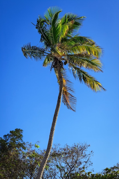 Coconut palm