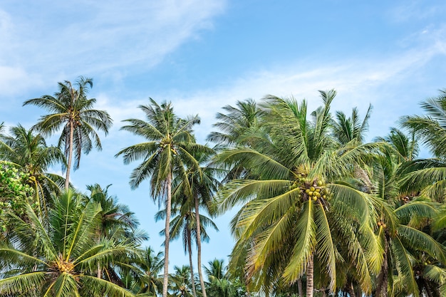 Coconut palmbomen