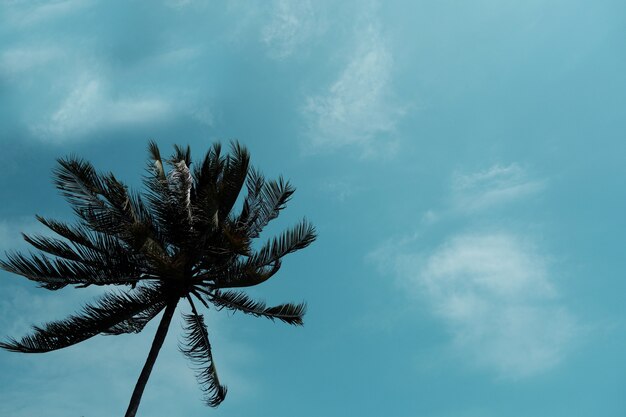 coconut palmboom en lucht op het strand