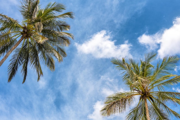 Coconut palms on the blue sky background