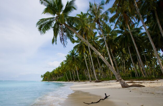 Coconut palms on blue sky. Indonesia. Indian Ocean.