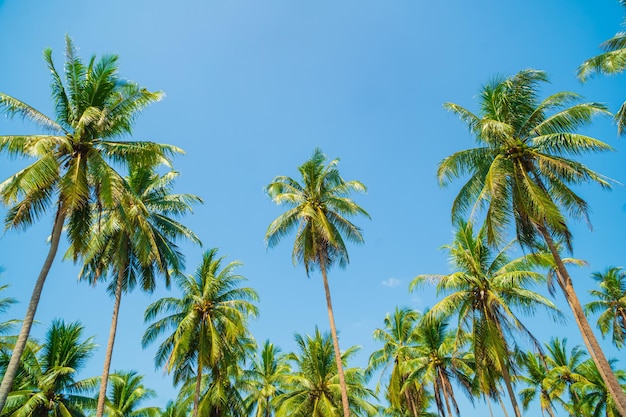 Coconut palms on the blue sky in southern thailand coconut trees in the garden the bright blue sky