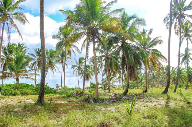 Coconut palms grove on tropical island