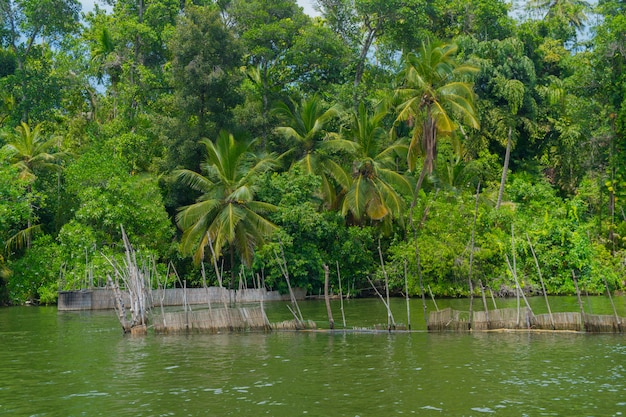 Coconut palms on the river bank.