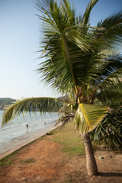 Coconut palms and the sea.