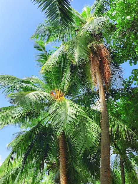 인도양 중부 몰디브의 열대 섬에 있는 코코넛 야자수.