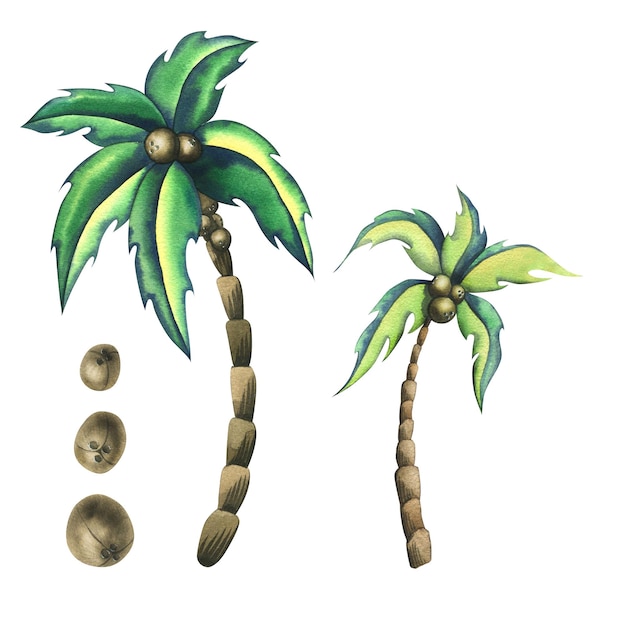 Photo coconut palms with coconuts in cartoon style watercolor illustration isolated objects from the surfing collection for decoration and design of the beach summer tourist booklets prints posters