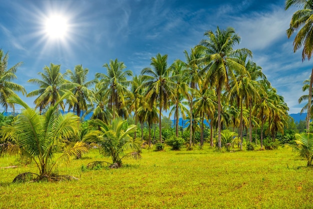 Coconut palms with green field and blue sky white sand beach
kh