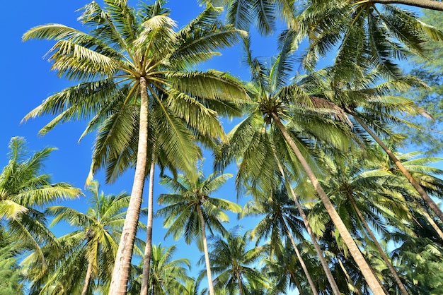 Photo coconut palms