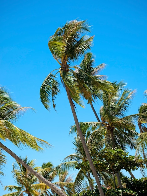 Coconut palms