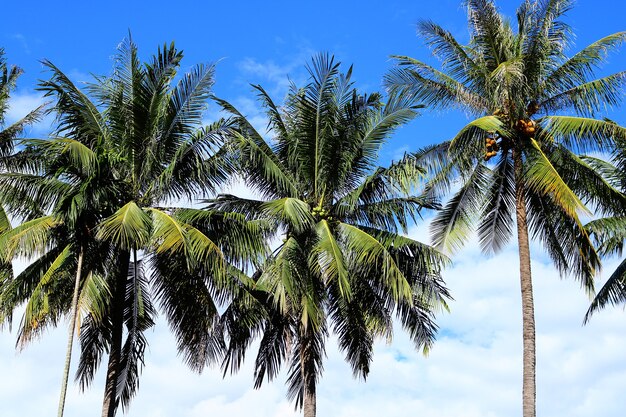 Coconut plam tree on sky, Vientiane, Laos