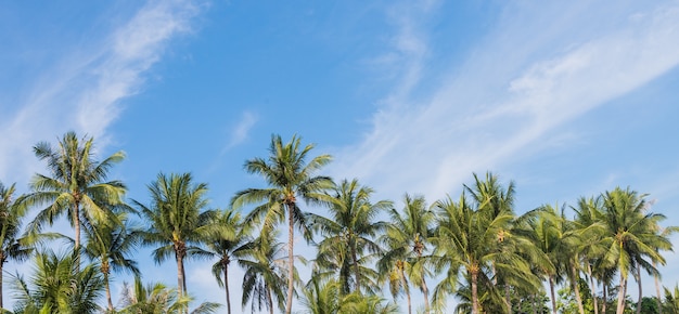 Coconut plam tree with blue sky summer background.