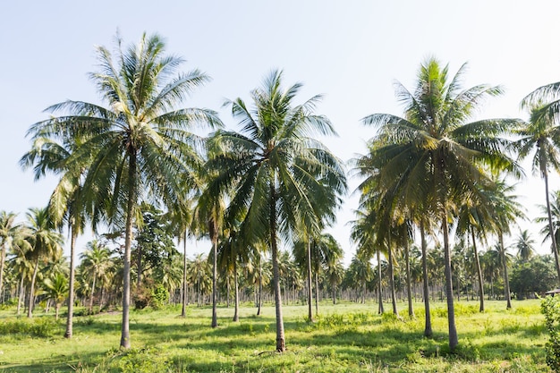 Coconut plantation