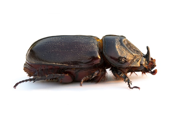 Coconut rhinoceros beetle