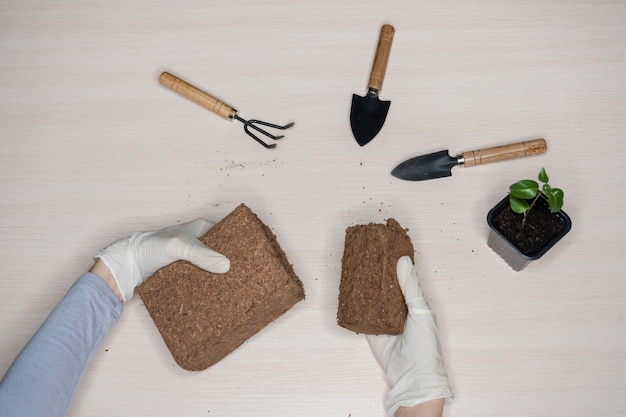 Coconut substrate for soil. pressed coconut substrate briquette.