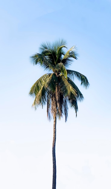 Coconut tree against blue sky Tree with coconuts