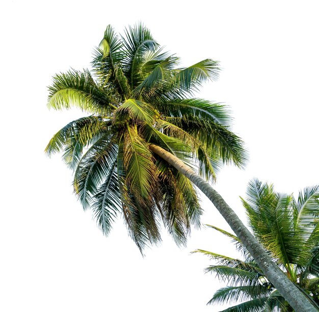 Photo coconut tree bending isolated on white background