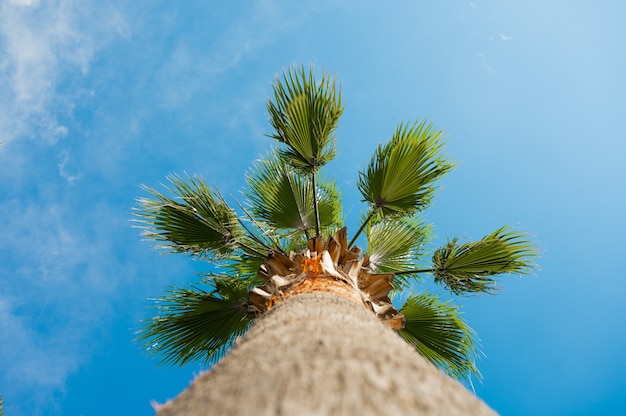 Coconut tree under blue sky background. High quality photo