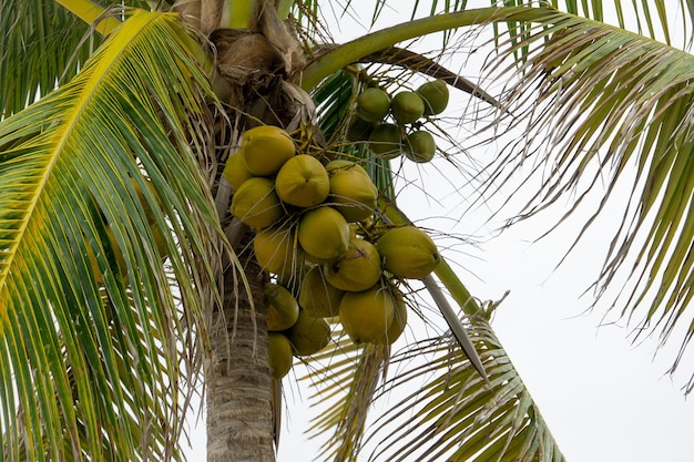 Coconut tree close up palm leaves and coconuts against a cloudy\
sky