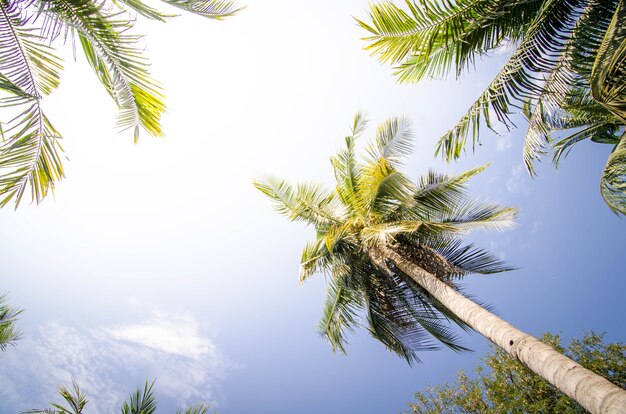 Coconut tree in coconut farm in summer time