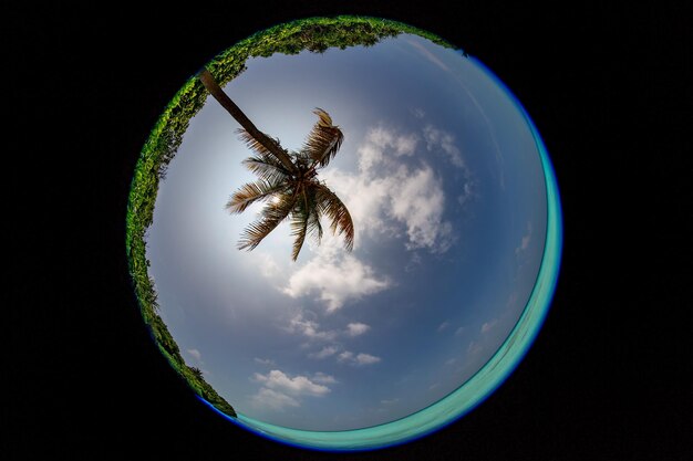 Foto vista a occhio di pesce dell'albero di cocco