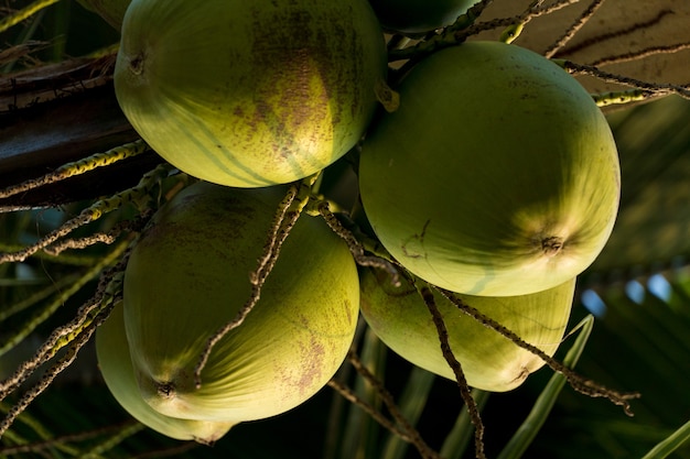 Coconut tree full of coconuts on a sunny day. Park in Brazil.