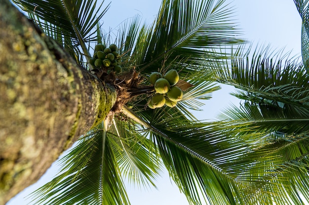 화창한 날 코코넛이 가득한 코코넛 나무. 브라질의 공원.