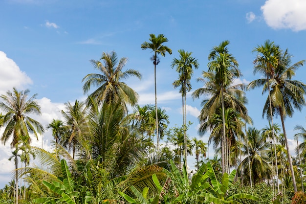 Coconut tree in the garden and blue sky background in summer season