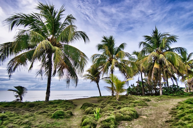 Coconut tree and green grass on the tropical beach. landscape by the beach. Dramatic artistic effect