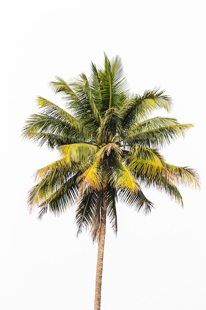 Foto un albero di cocco sta fiorendo all'aperto