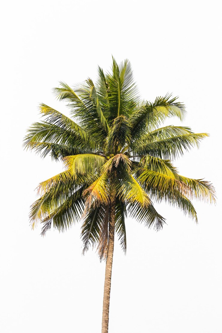 Photo a coconut tree is blooming outdoors