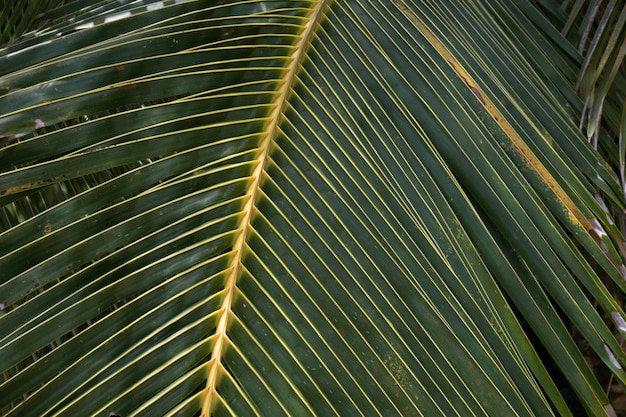 Coconut tree leaves, coconut leaf texture