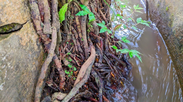 coconut tree roots in irrigation