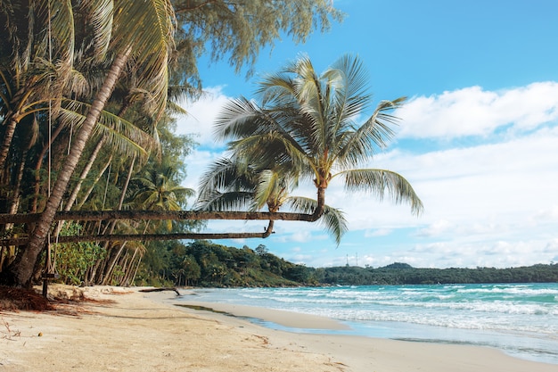 Coconut tree at sea.