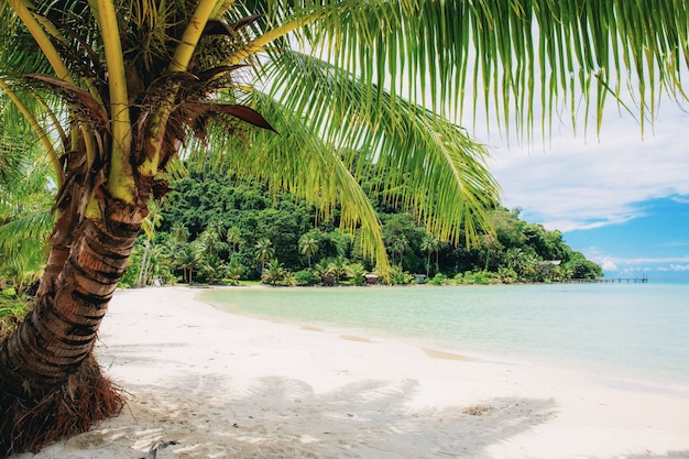 Coconut tree at sea.