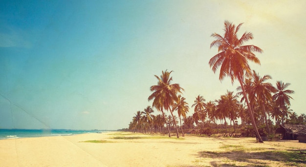 Coconut tree on the sky background