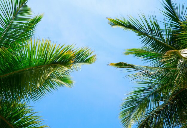 하늘 배경에 코코넛 나무