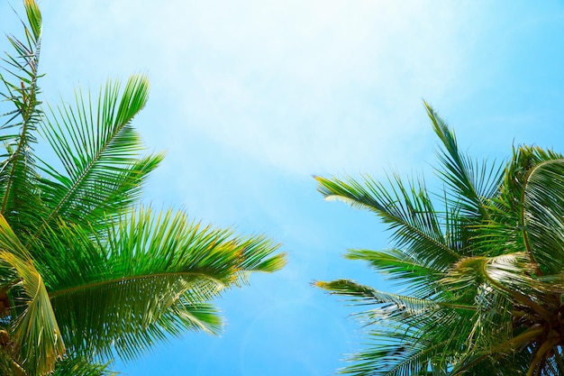 Coconut tree on the sky background