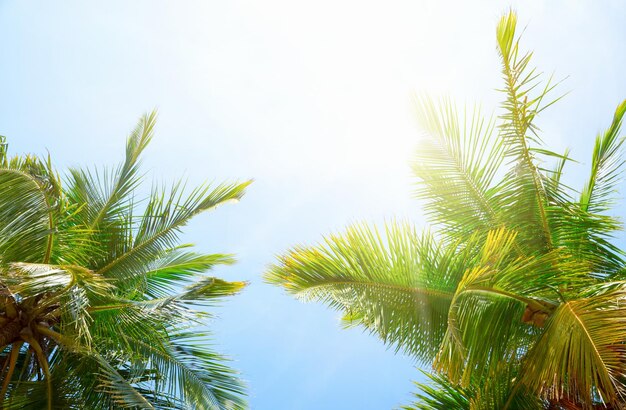 Cocco sullo sfondo del cielo