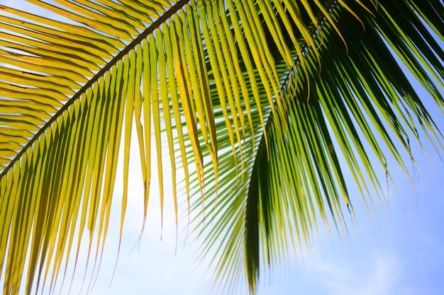 coconut tree in summer with sky background 