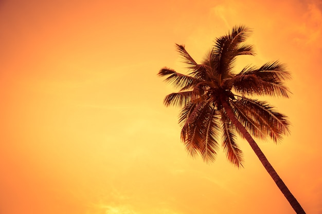 Coconut tree in sunset