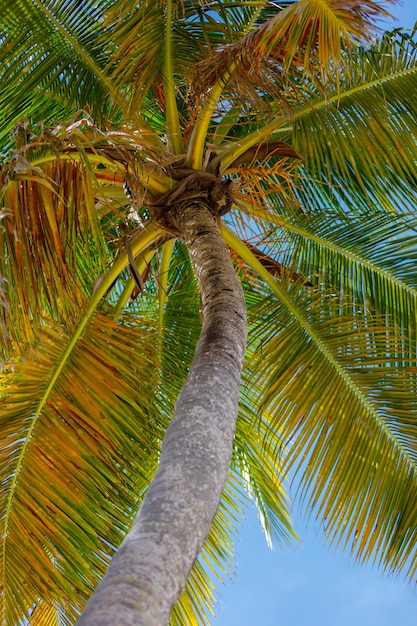 Coconut tree trunk with green leaves Bottom view