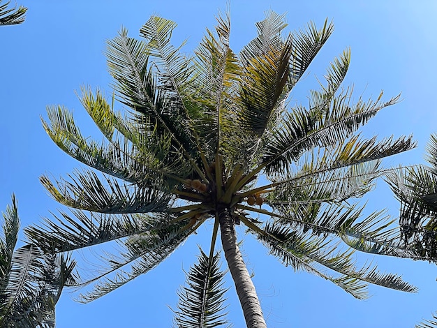 Under coconut tree with blue sky.