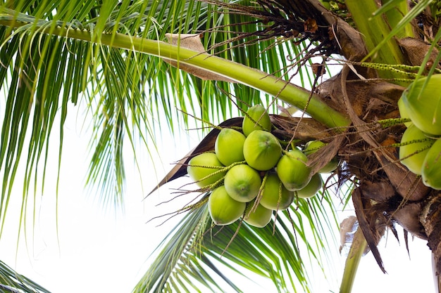 Albero di cocco con mazzi di frutti di cocco