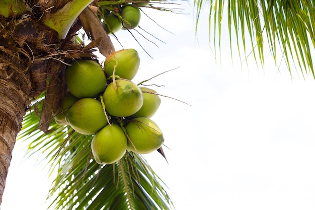 Albero di cocco con mazzi di frutti di cocco