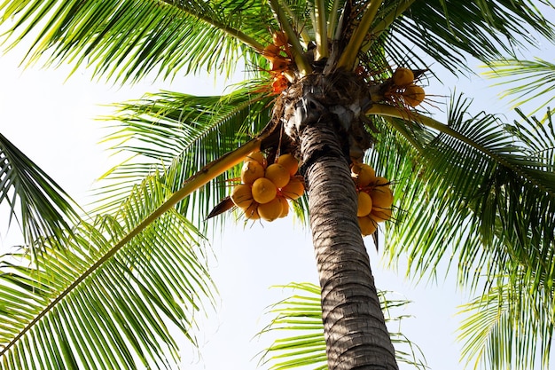 写真 ココナッツフルーツの束とココナッツの木