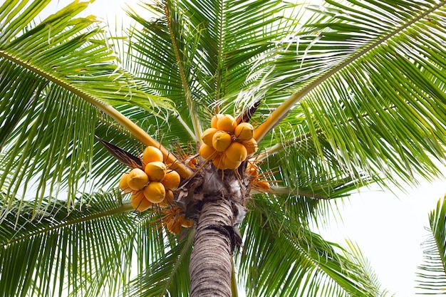 Photo coconut tree with bunches of yellow coconut fruits